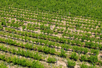 Rows of green grapevines in Tokaj wine region, Slovakia. Vineyard on sunny hillside with visible soil patterns between plants.