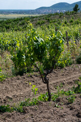 Young grapevine in Tokaj wine region, Slovakia. Green leaves, cultivated soil, vineyard hills and distant village under clear blue sky on sunny day.