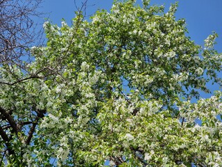 beautiful white flowers of apple tree in the garden