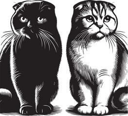 Obraz premium Scottish Fold Cat Vector in black and white