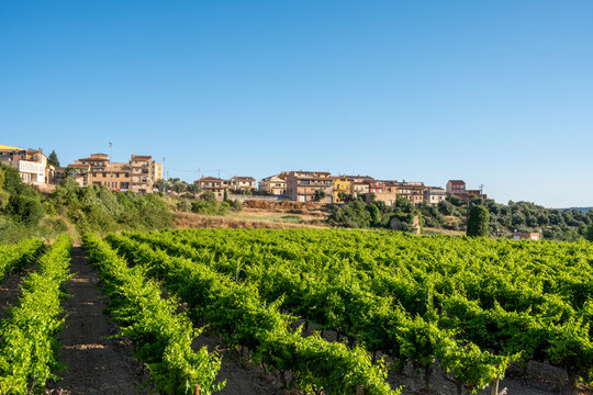 Rows of vineyards with Horta de San Juan village in background under clear Mediterranean sky in Terra Alta, Catalonia, Spain, representing agriculture and regional identity