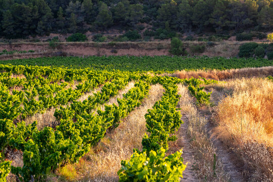 Rows of vineyard vines and dry Mediterranean grass in Terra Alta, Catalonia, Spain, showing sustainable agriculture and sunlit landscape