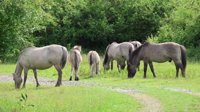 Wild Konik horses grazing in a nature reserve