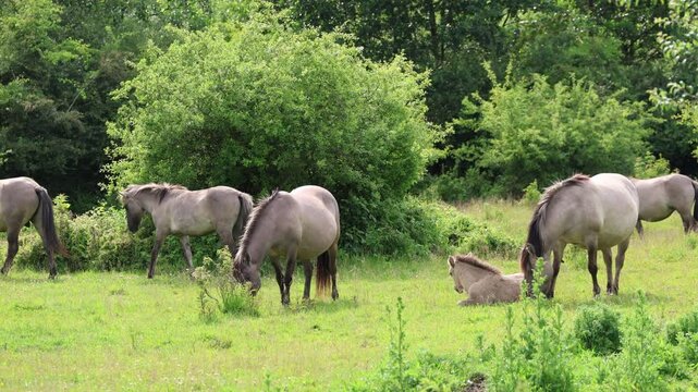 Wild Konik horses grazing in a nature reserve