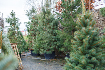 Lush Green Foliage A Beautiful Array of Outdoor Nursery Stock Featuring Diverse Varieties of...