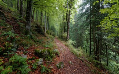 Fototapeta premium path in the forest