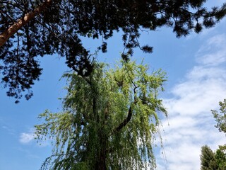 beautiful view of the trees
