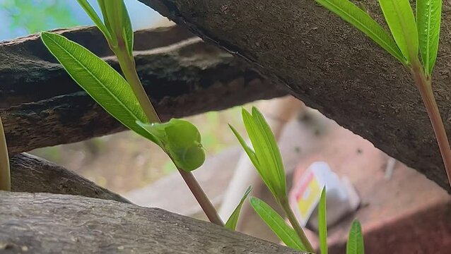 Furry Caterpillar On Leaf Surface In Morning Light
