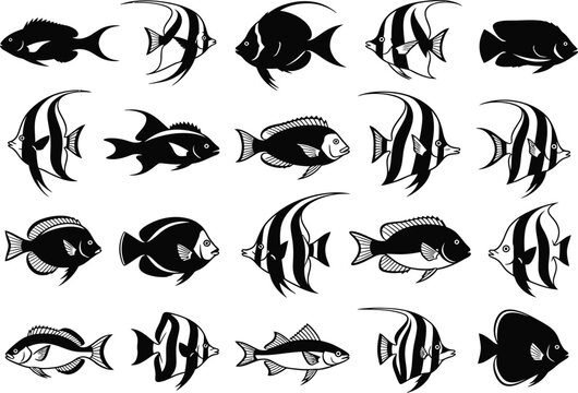 Collection of Black and White Angelfish and Tropical Fish Illustrations