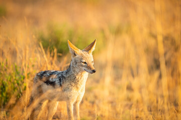 A black backed jackal standing in the bush in the morning sun
