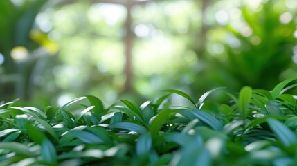 Lush Green Foliage, Soft Focus, Natural Light