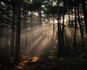 Obraz premium morning in the forest