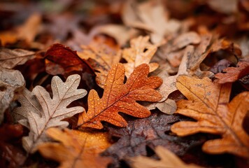 autumn leaves on a stone