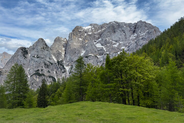 alpine scene with snow-capped mountains and lush pine trees over a green meadow. Perfect for travel ads and nature