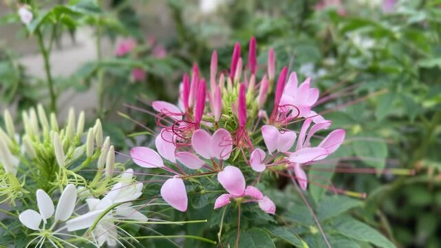 Light pink Cleome spinosa flower blooming with green leaves in soft garden background
