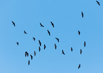 A flock of birds flying in the sky