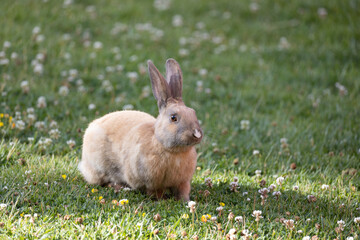 rabbit, bunny, animal, grass, hare, wild, mammal, easter, fur, brown, ears, green, nature, baby, pet, cottontail, cute, animals, wildlife, field, spring, rabbits, ear, pets, farm