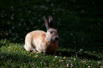 rabbit, bunny, animal, grass, hare, wild, mammal, easter, fur, brown, ears, green, nature, baby, pet, cottontail, cute, animals, wildlife, field, spring, rabbits, ear, pets, farm