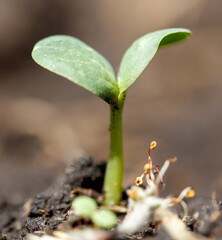 A small green plant is growing in the dirt