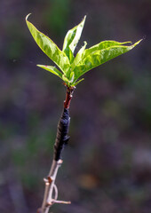 A small green leaf is growing on a stem