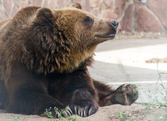 A brown bear is laying down on the ground