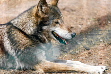 A dog is laying on the ground with its tongue out