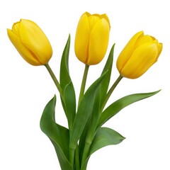 Naklejka premium Three bright yellow tulips with green leaves on a white background