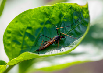 A bug is sitting on a leaf
