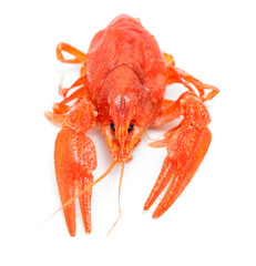 A large orange crab is shown on a white background