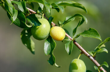 A tree branch with three green fruits hanging from it