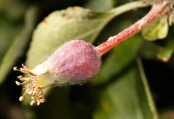 A small, fuzzy, red flower with a green stem