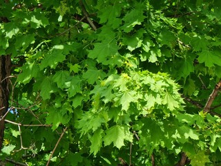 Green leaves of a tree. Plant name is Acer platanoides.