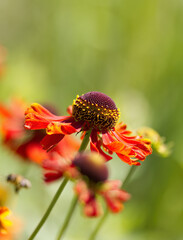 Common sunflower vertical, bright red large flowers, dark red Helenium autumnale upright, violet...