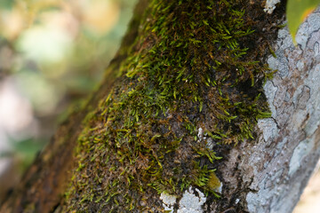 Verdant moss tapestry on bark. A lush tapestry of moss and lichen adorns rugged tree bark, creating...