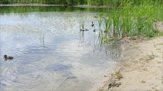 A mother duck with ducklings swims in the river along the reeds. A brood of ducklings.