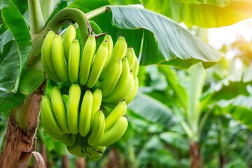 Bunch of green bananas growing on banana tree in plantation