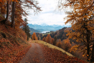 Fototapeta premium Winding forest path through colorful autumn woods with distant hills in switzerland