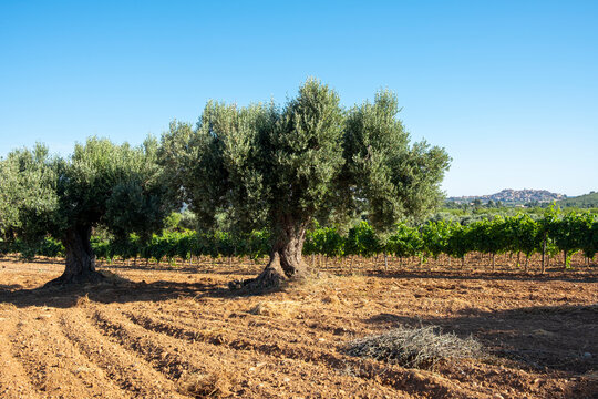 Rows of olive trees over plowed field in Terra Alta, Catalonia, Spain, symbolizing organized Mediterranean agriculture and traditional farming heritage