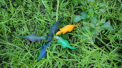 tropical fish in aquarium