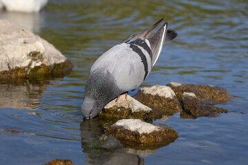pigeon, bird, nature, jay, wildlife, blue, animal, wild, beak, branch, tree, blue jay, feather, white, woodpecker, birds, kingfisher, black, kookaburra, garrulus glandarius, great, feathers, wing, per