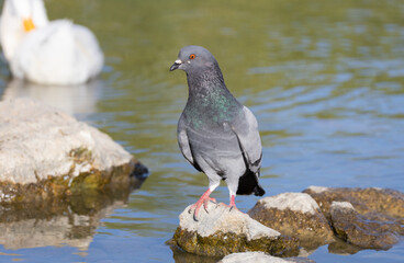 pigeon, bird, nature, jay, wildlife, blue, animal, wild, beak, branch, tree, blue jay, feather, white, woodpecker, birds, kingfisher, black, kookaburra, garrulus glandarius, great, feathers, wing, per