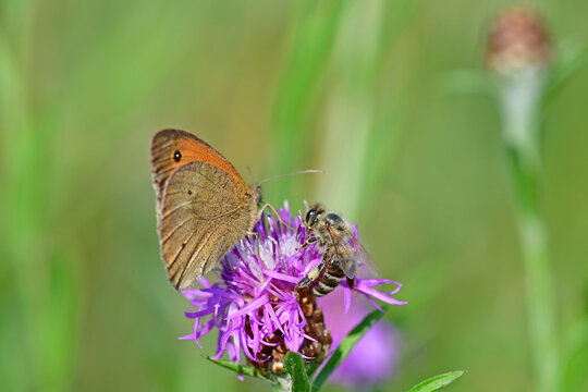 Meadow brown, butterfly on a flower together with a bee