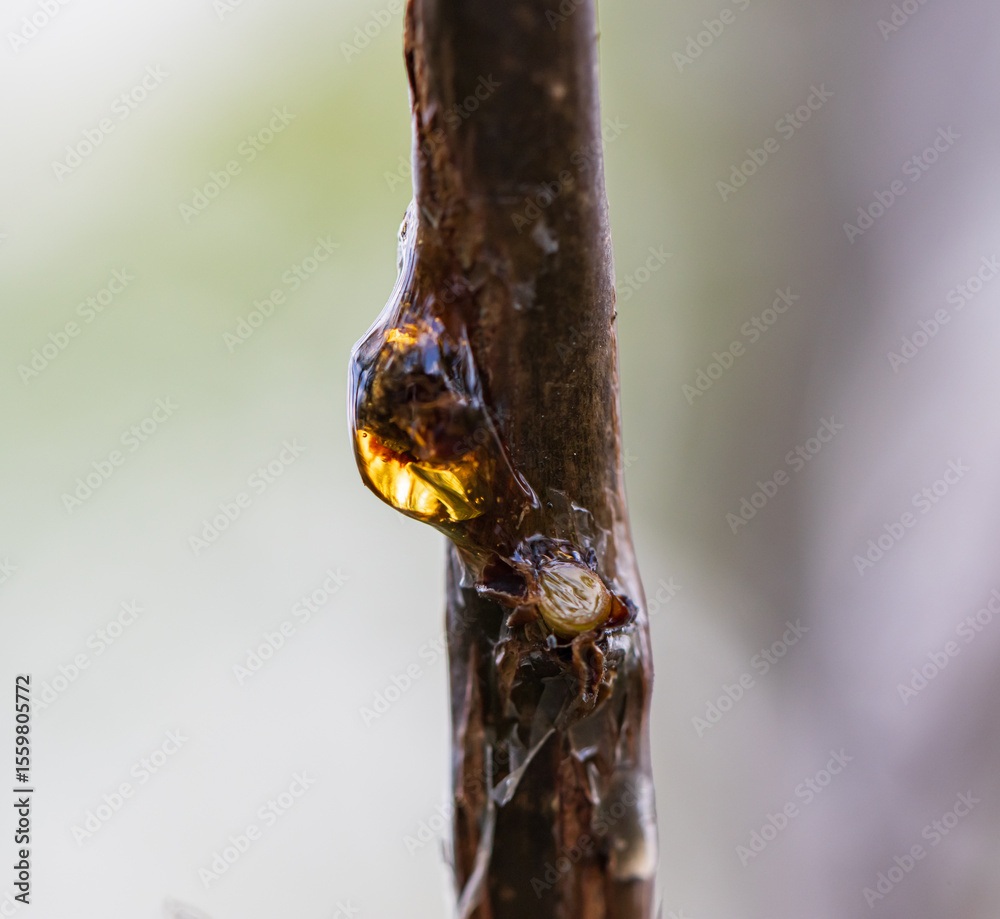 Canvas Prints a tree branch with a yellow substance on it