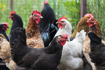 A group of chickens are standing in a pen