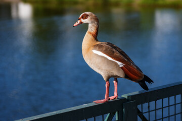 Egyptian Goose on the railing of a bridge over the river.