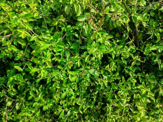 Fresh Green Foliage of Teh-Tehan Shrub Close-Up