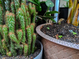 Close-up Cactus Plant in a Pot with Natural Garden Background