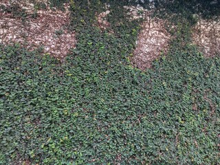 Green Creeping Fig Wall with Dense Foliage and Natural Texture