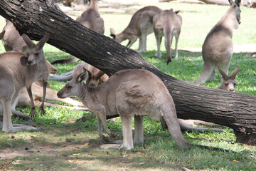 kangaroos