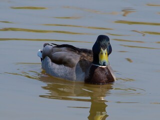 Obraz premium Closeup of a male mallard duck swimming in a lake, canard colvert. tranquil water surface, capturing a serene moment in nature, perfect for wildlife and birdwatching.
